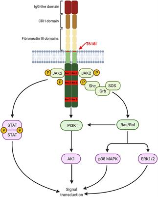 Chronic Neutrophilic Leukemia: A Comprehensive Review of Clinical Characteristics, Genetic Landscape and Management